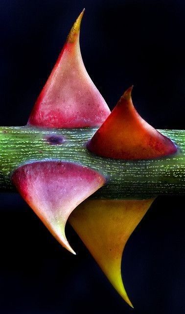 Even Thorns and Inconveniences find their Beauty Vibrancy and Strength when Health is au REndez-vous